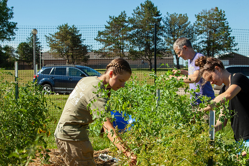 students tending to the garden