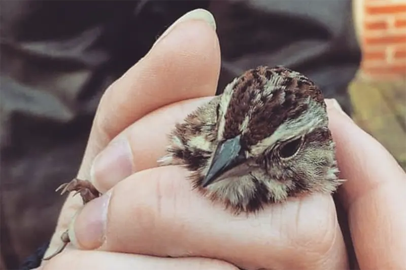 A bird in Outcalt's hand